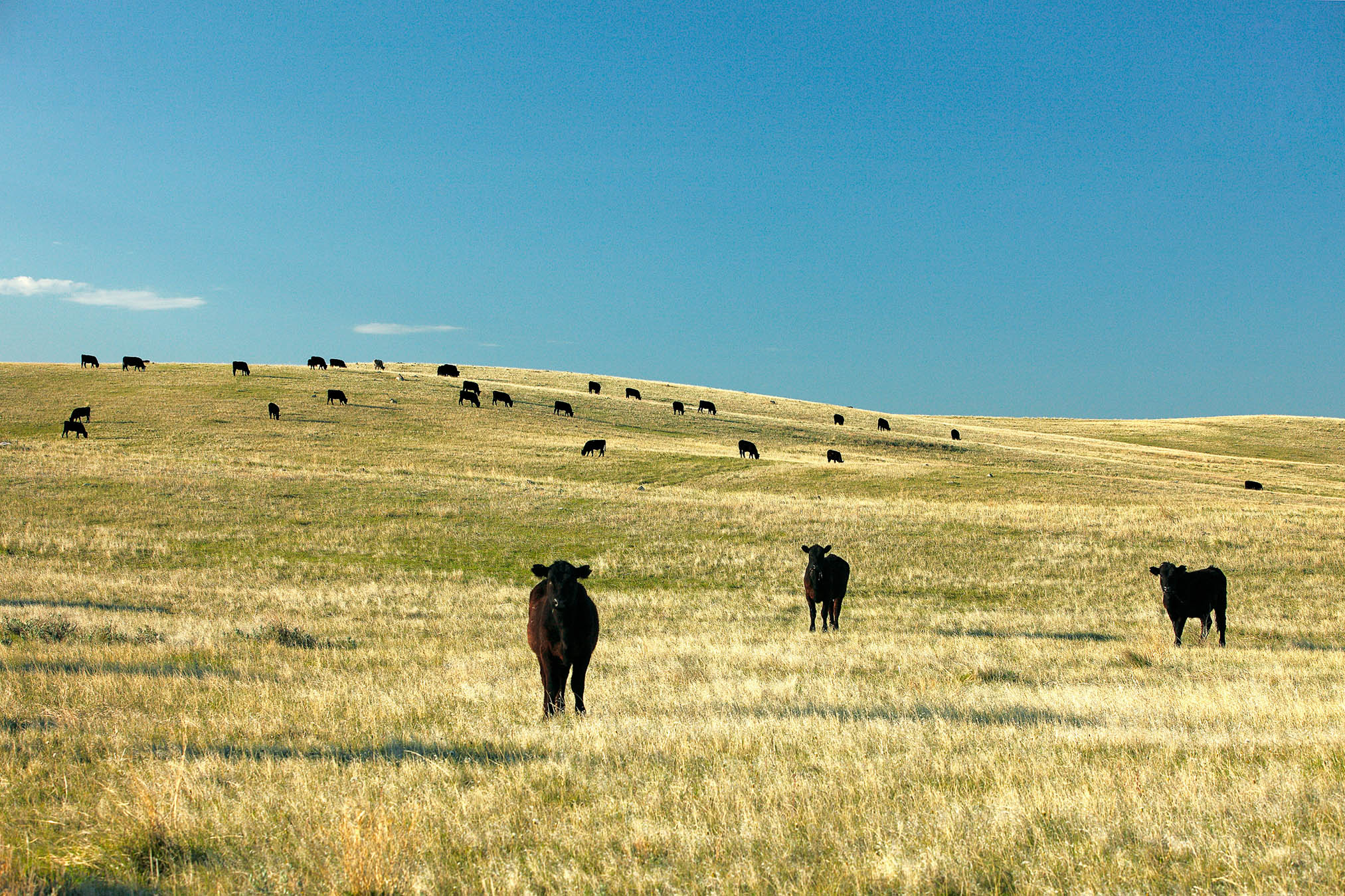 Spring Creek Onze partners Schoonderwoerd Vlees